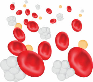 Φυσιολογικά ερυθρά αιμοσφαίρια